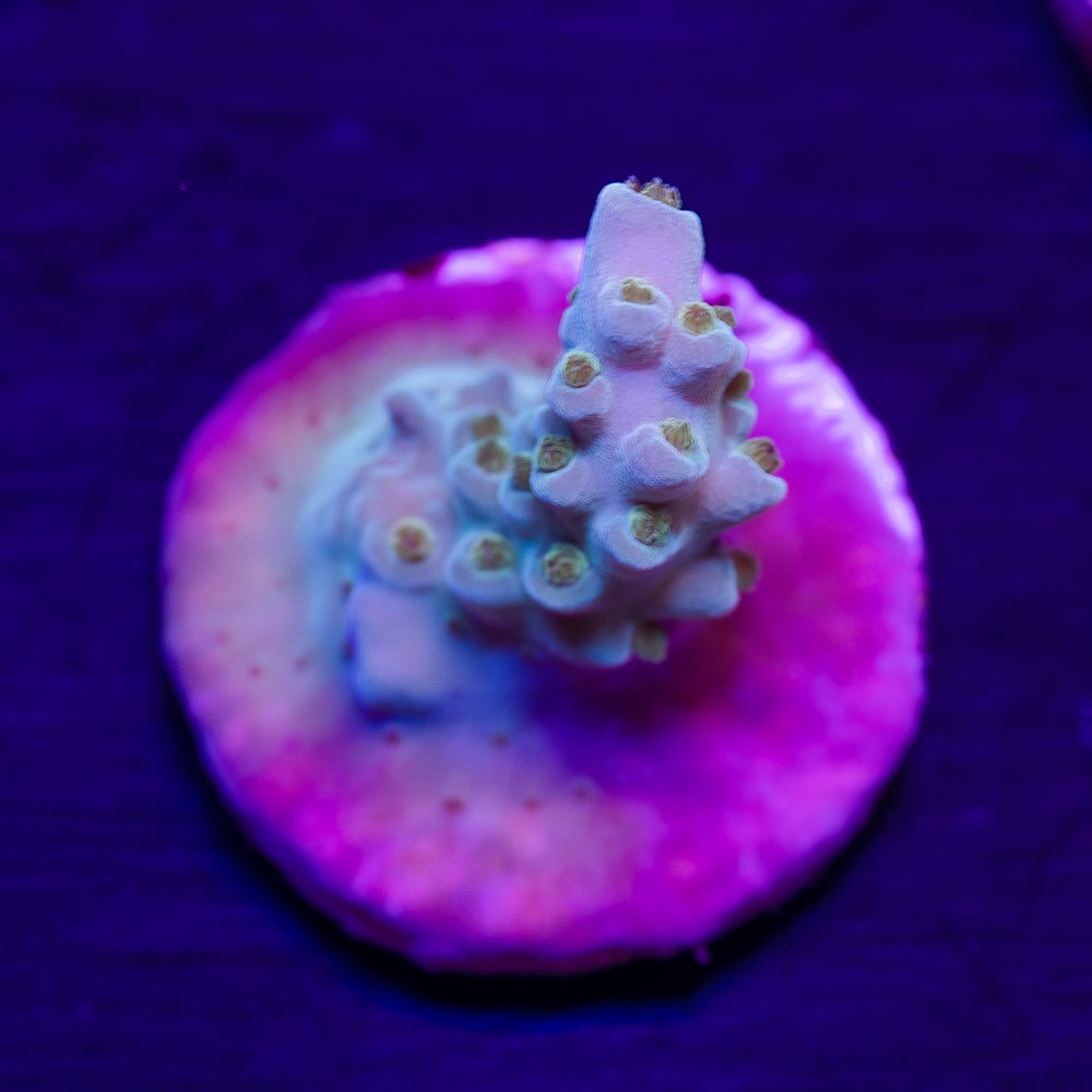 CC Tidal Wave Table