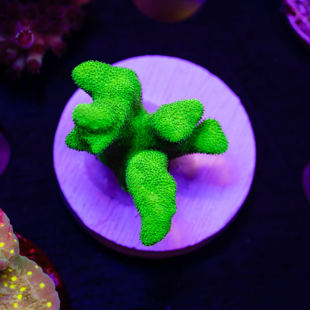 ORA Kelly Green Branching Psammacora