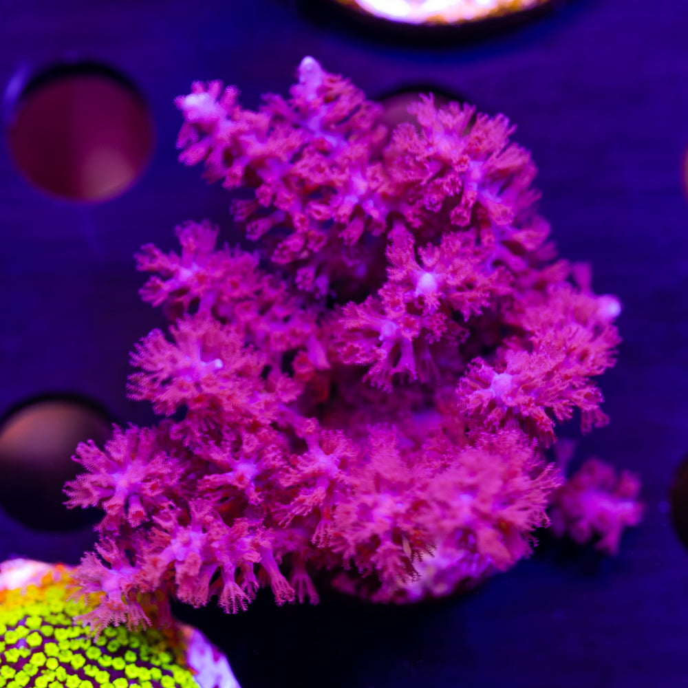 CC Fuzzy Sea Whip #1