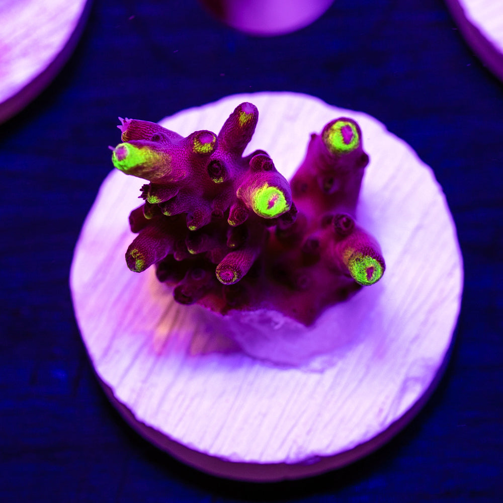 JF Fox Flame #1