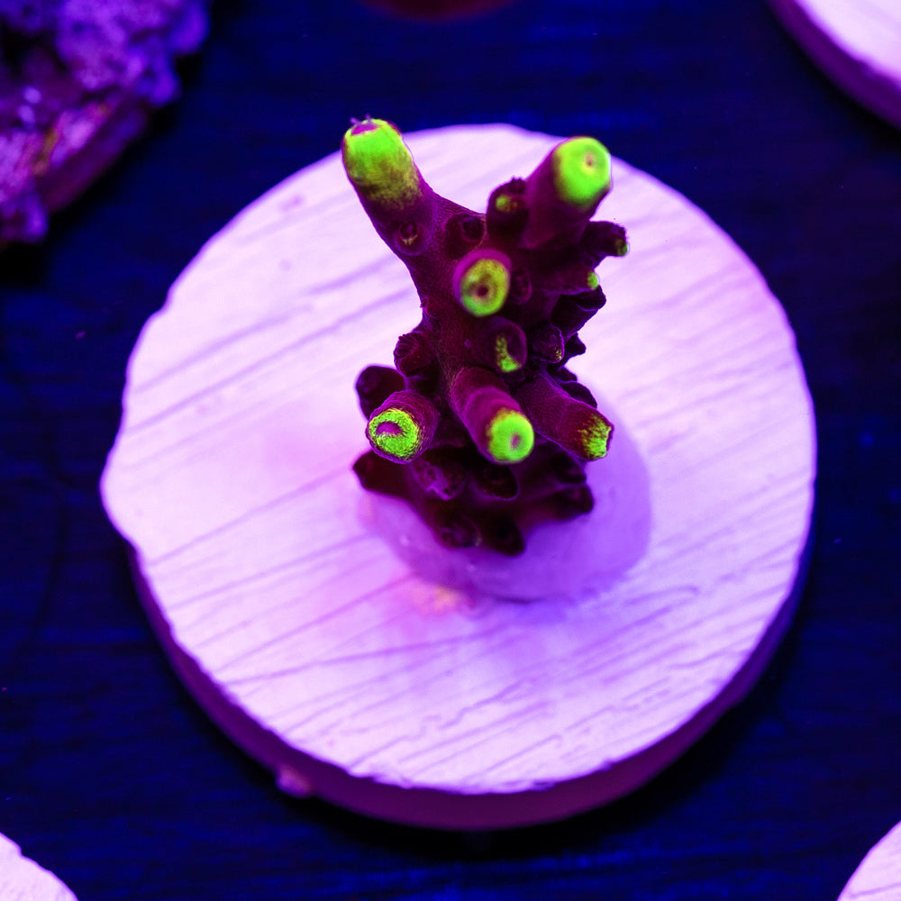 JF Fox Flame #2