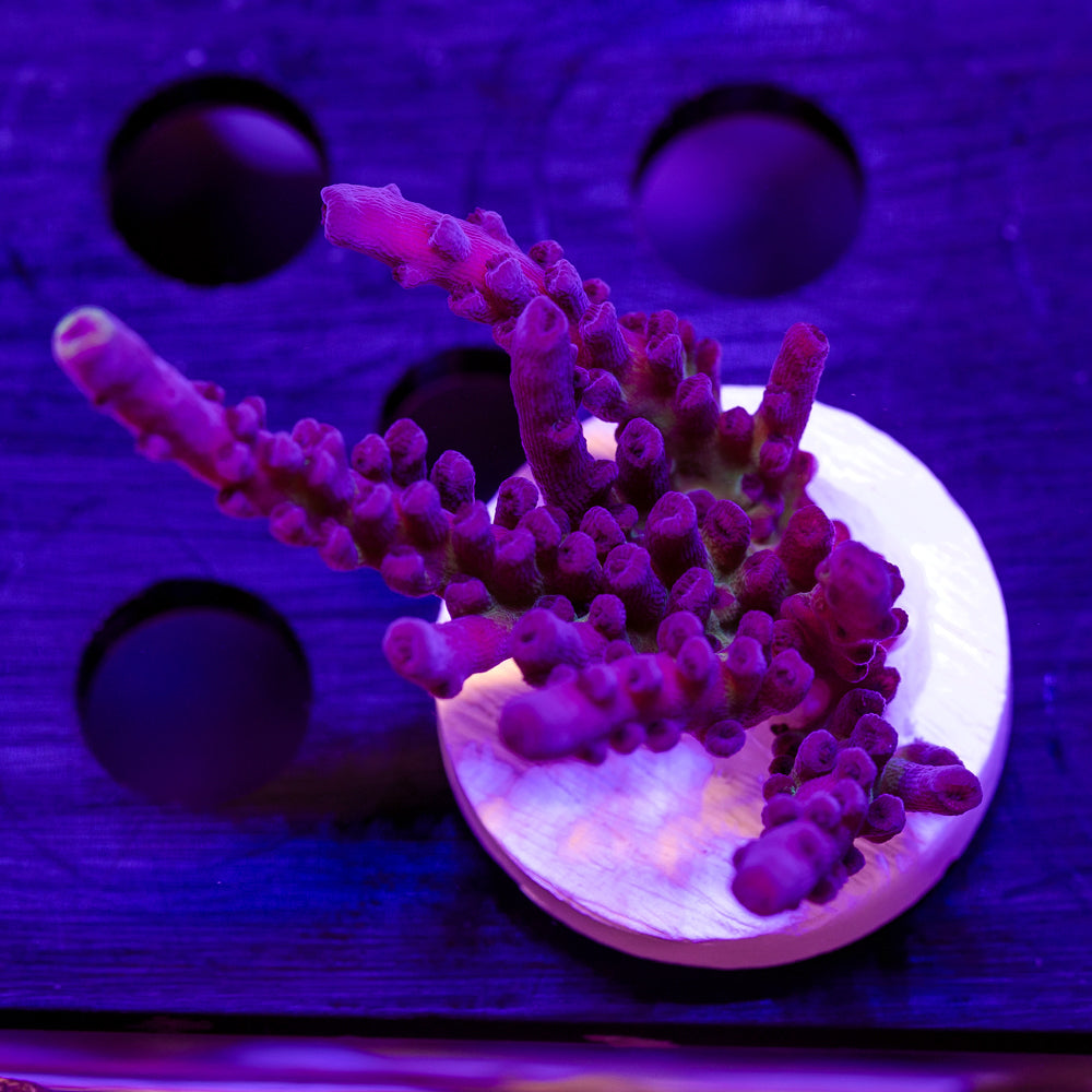 CC Purple Tort