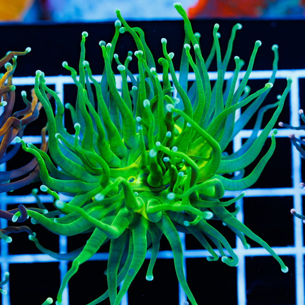 Ultra Green Torch