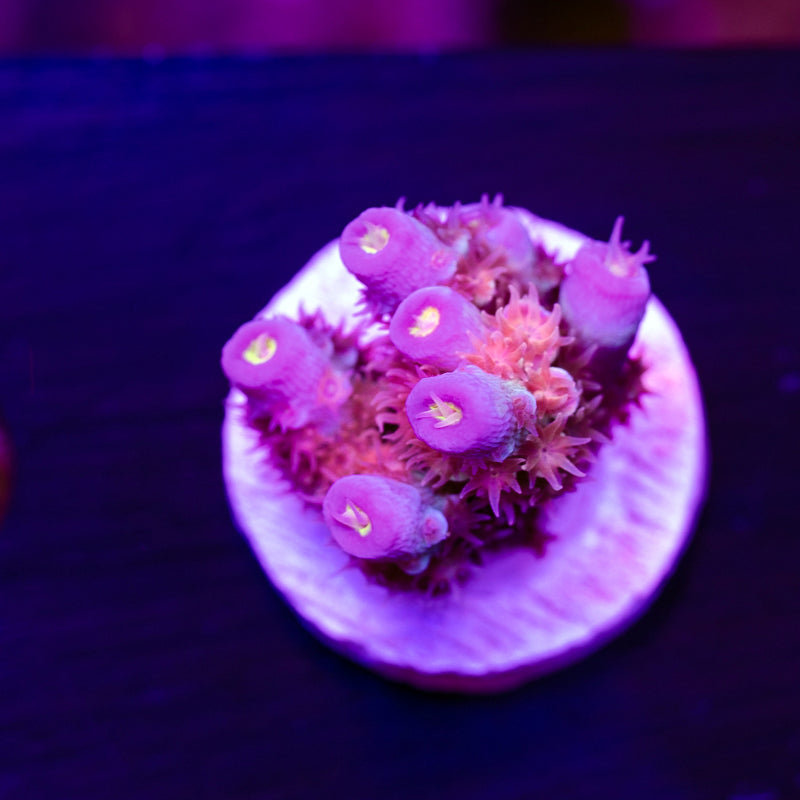 CC Disney Junior