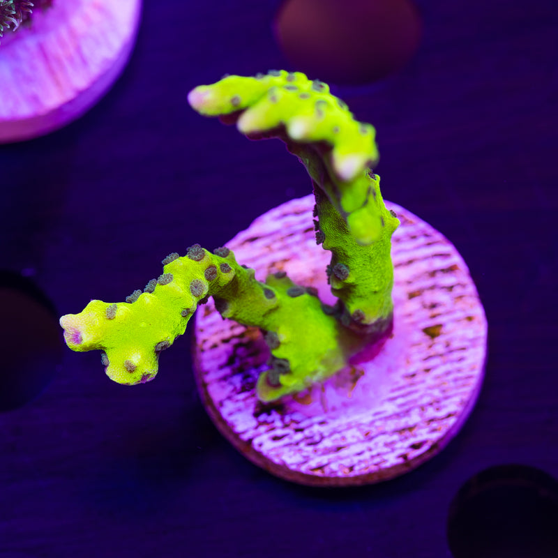 Bioreef Anacropora