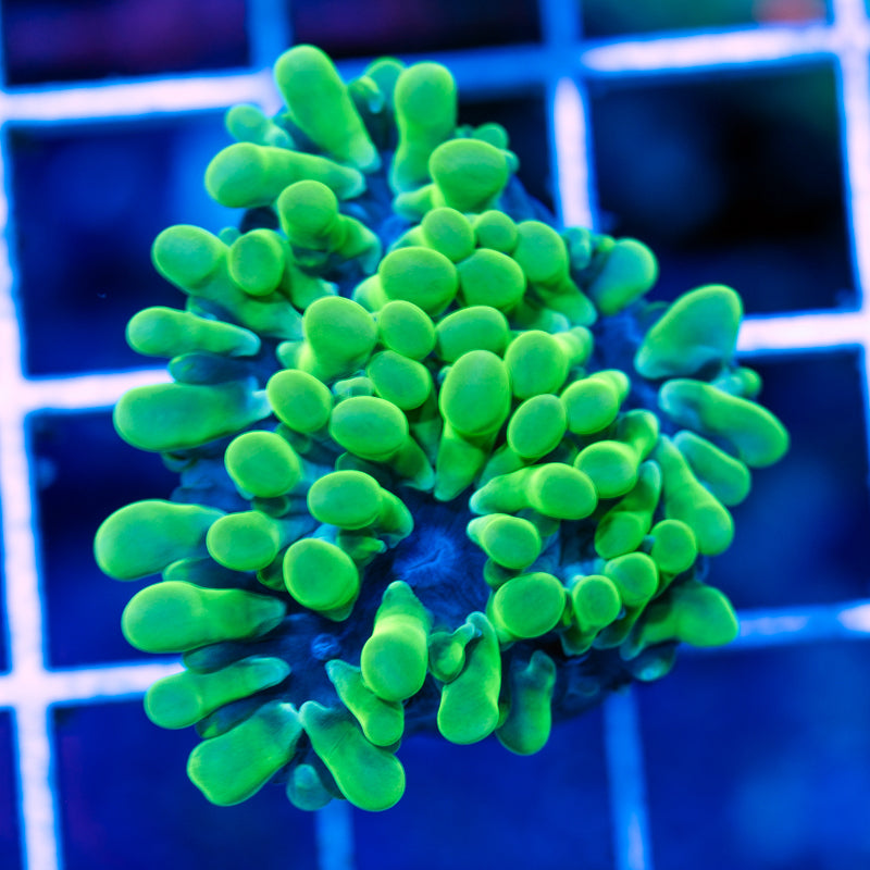 Uber Green Octobubble #2