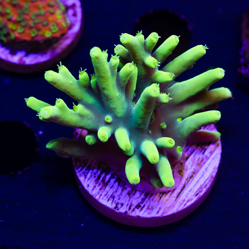 CC Retina Blaster Suharsoni #1