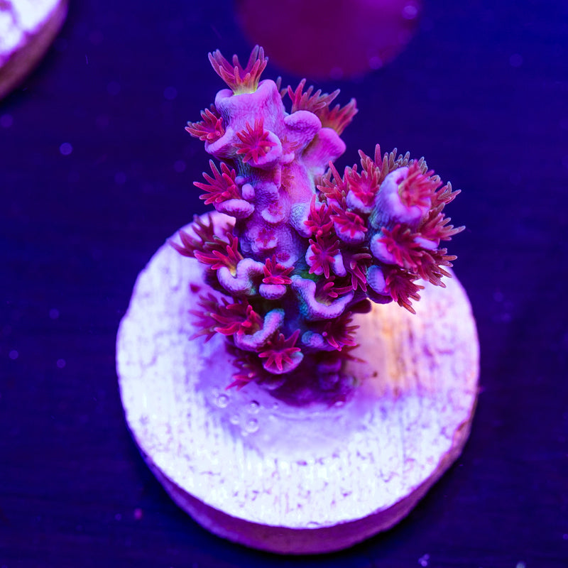 CC Pink Highlighter #1