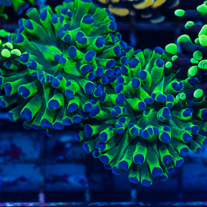 CC Blu Tip Frogspawn