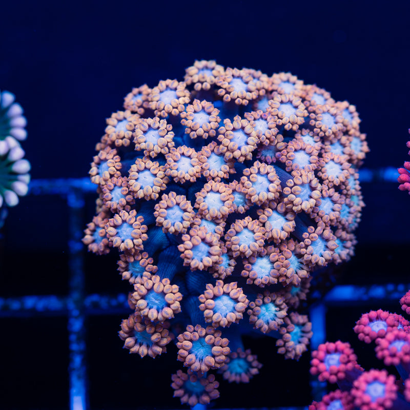Aussie West Coast Goniopora #1