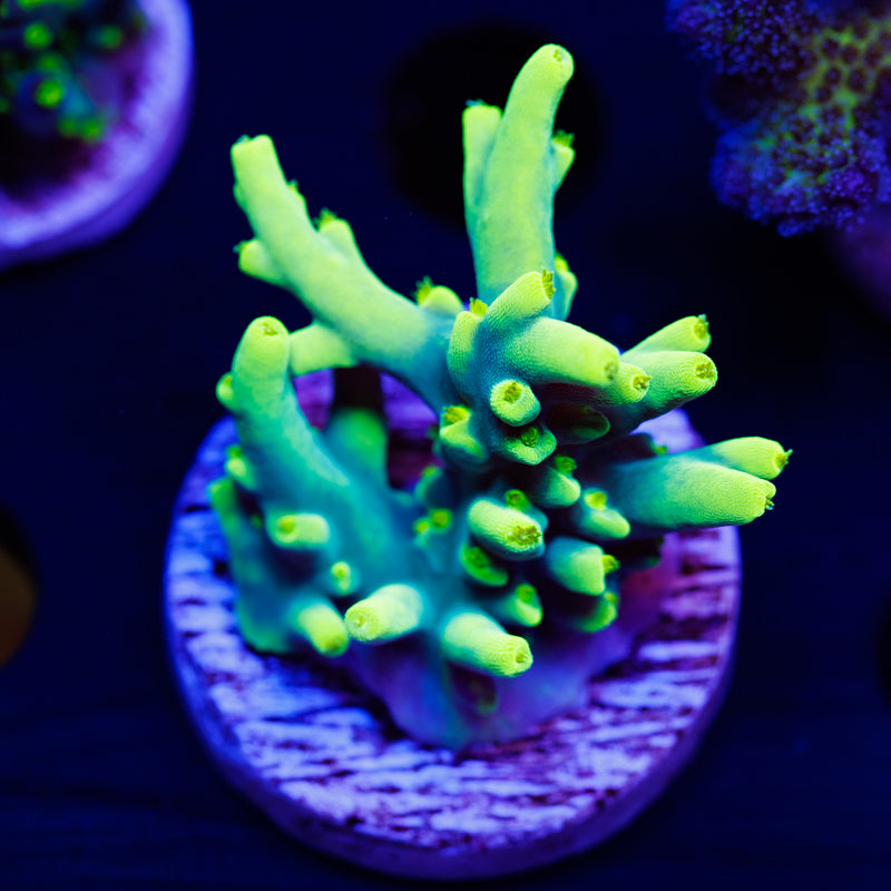 CC Retina Blaster Suharsoni #1