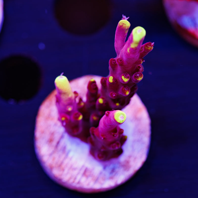 JF Fox Flame #2