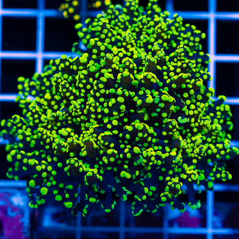 Lemon Lime Octospawn