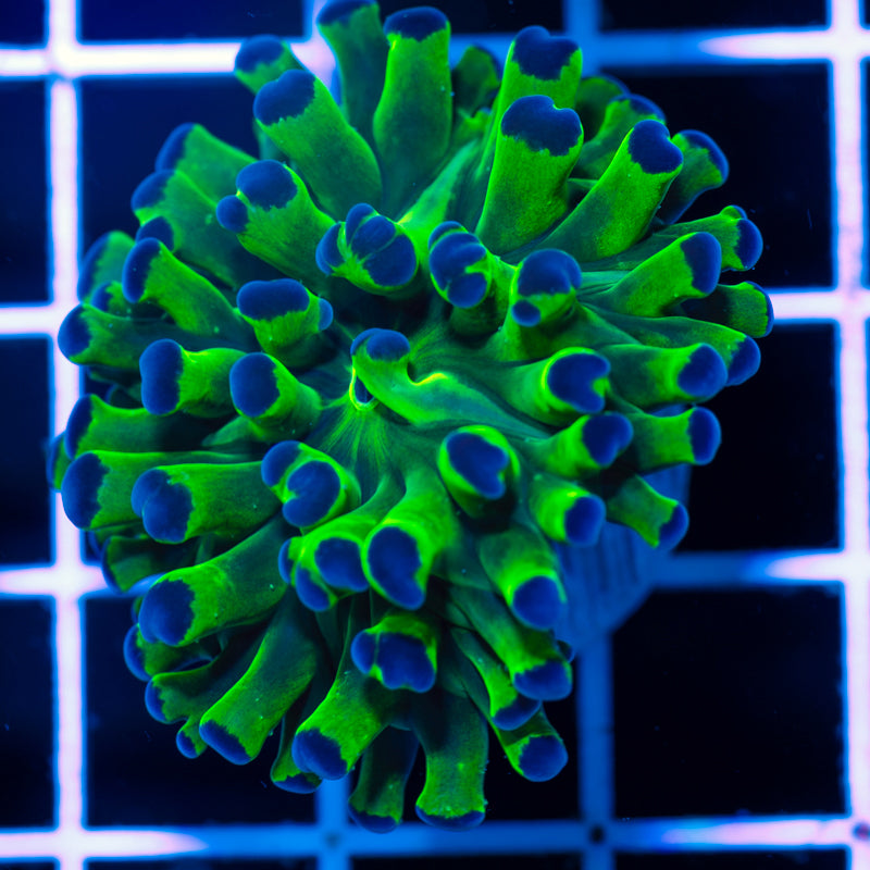 CC Blu Tip Hammer