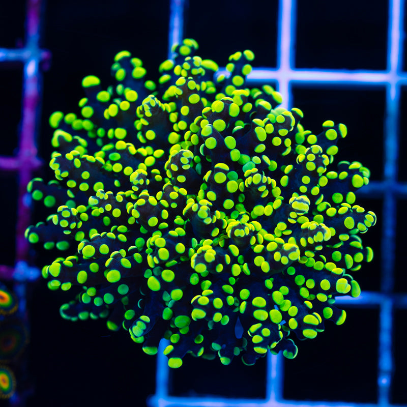 Lemon Lime Octospawn