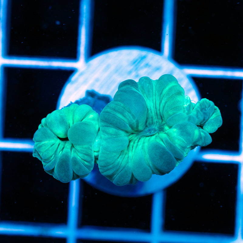 Fox Coral #1