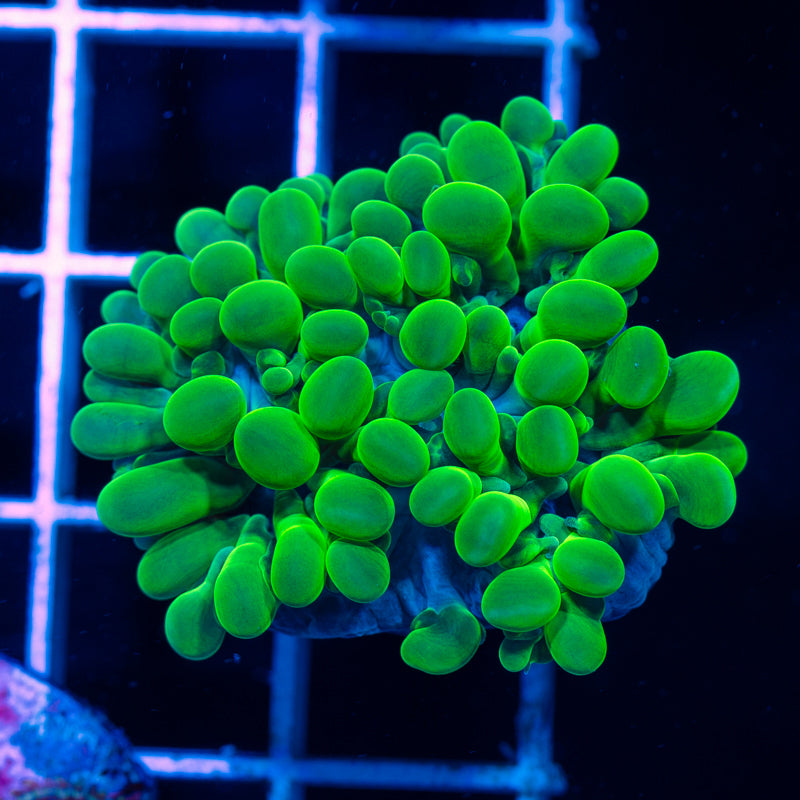 Uber Green Octo Bubble #1