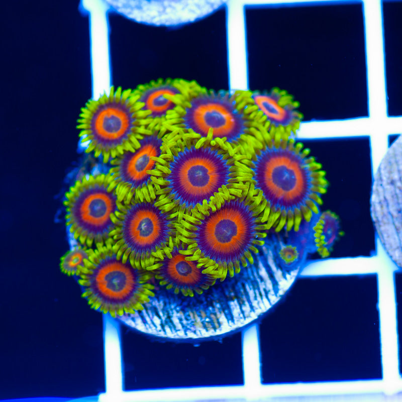 CC Everlasting Sunshine Zoanthids