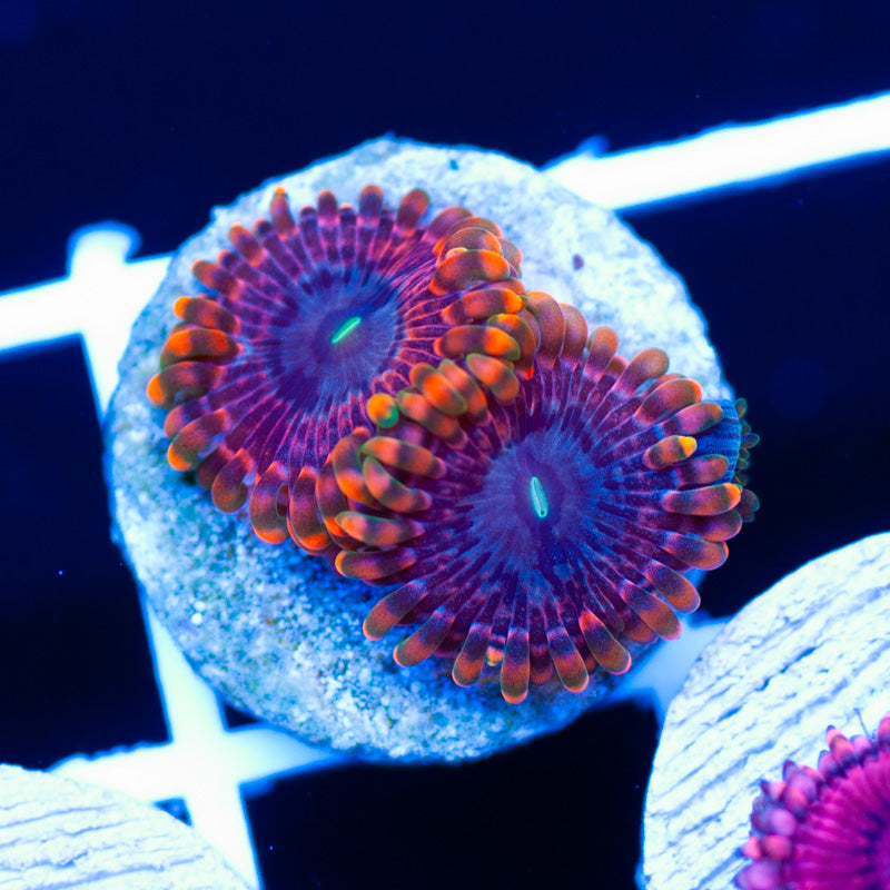 OG Fairy Fart Zoanthids