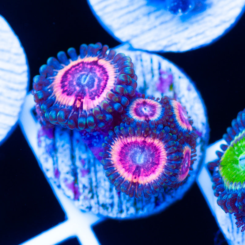 CC Bloodsucker Zoanthids