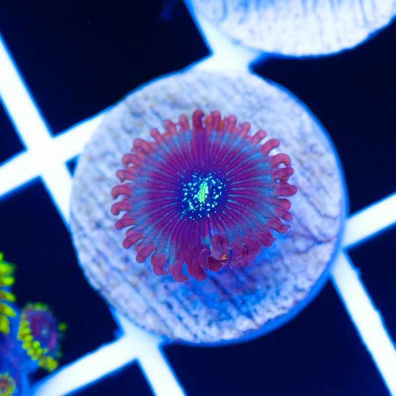 CC Dark Matter Zoanthid