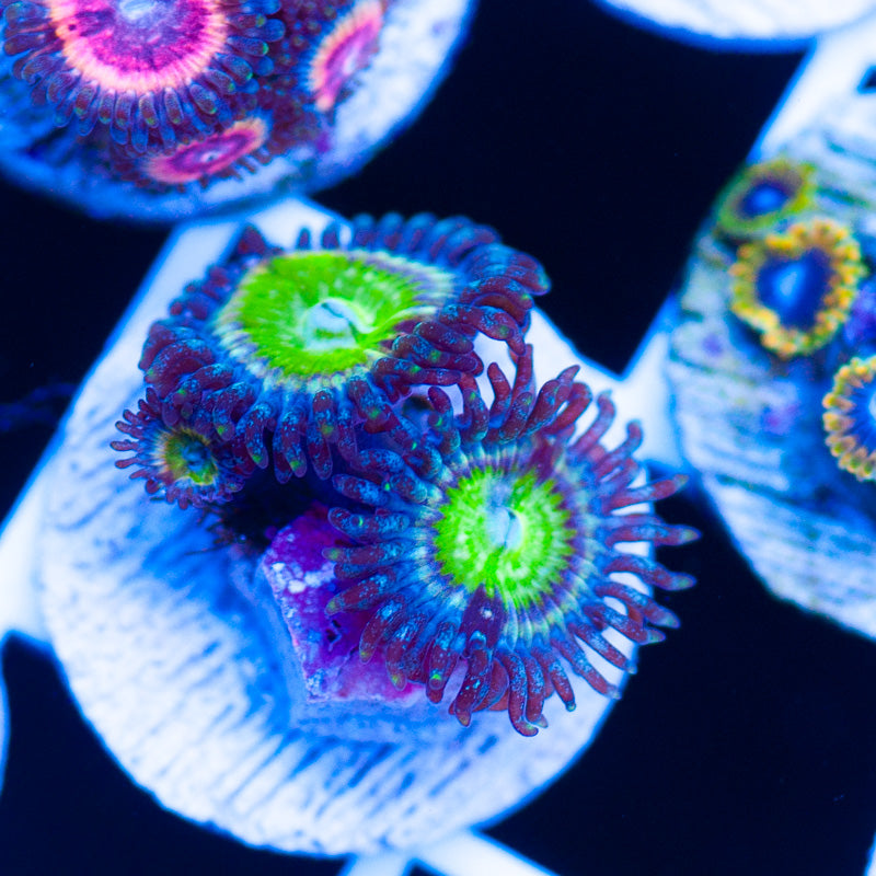 CC California Sunshine Zoanthids