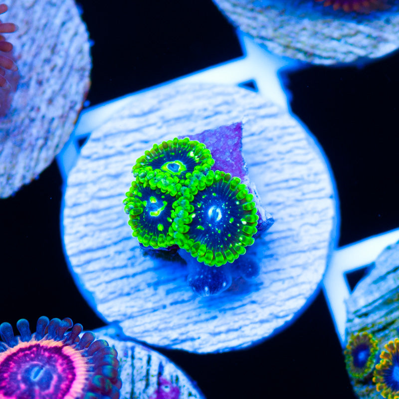 OG Exosphere Zoanthids