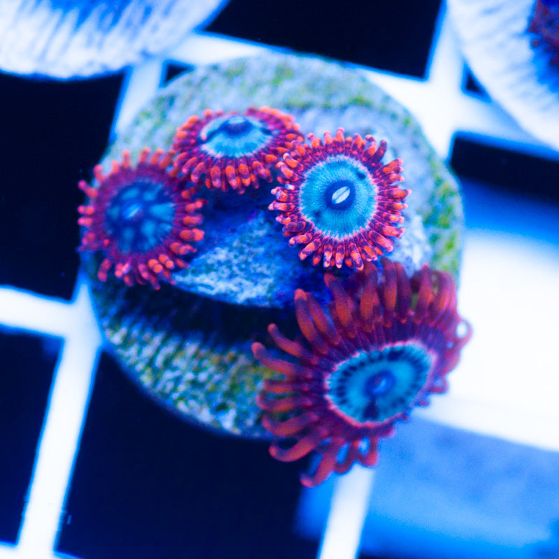 OG Utter Peace Zoanthids