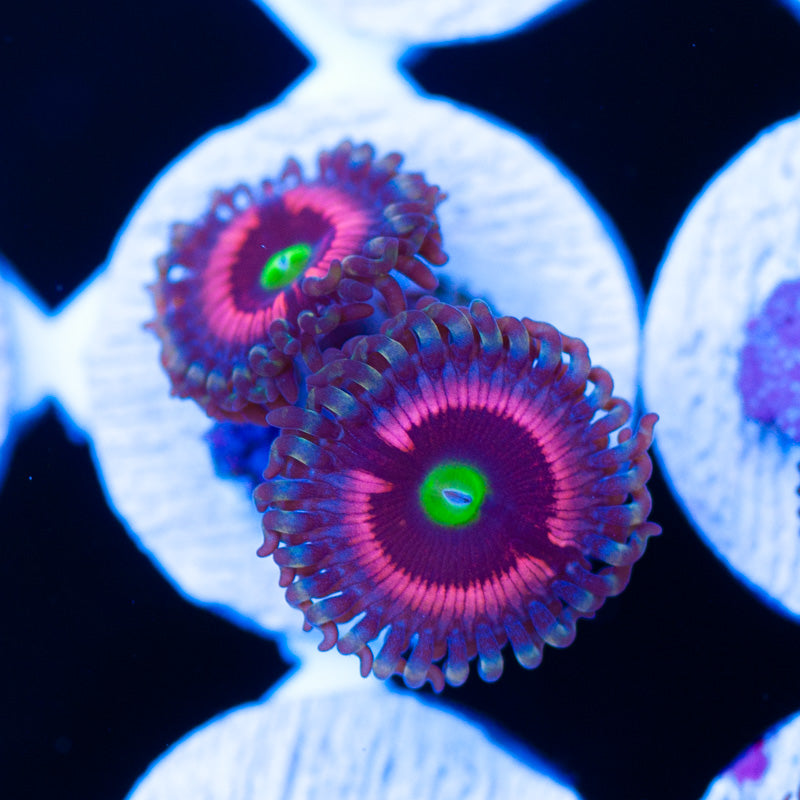 Lord of the Rings Zoanthids