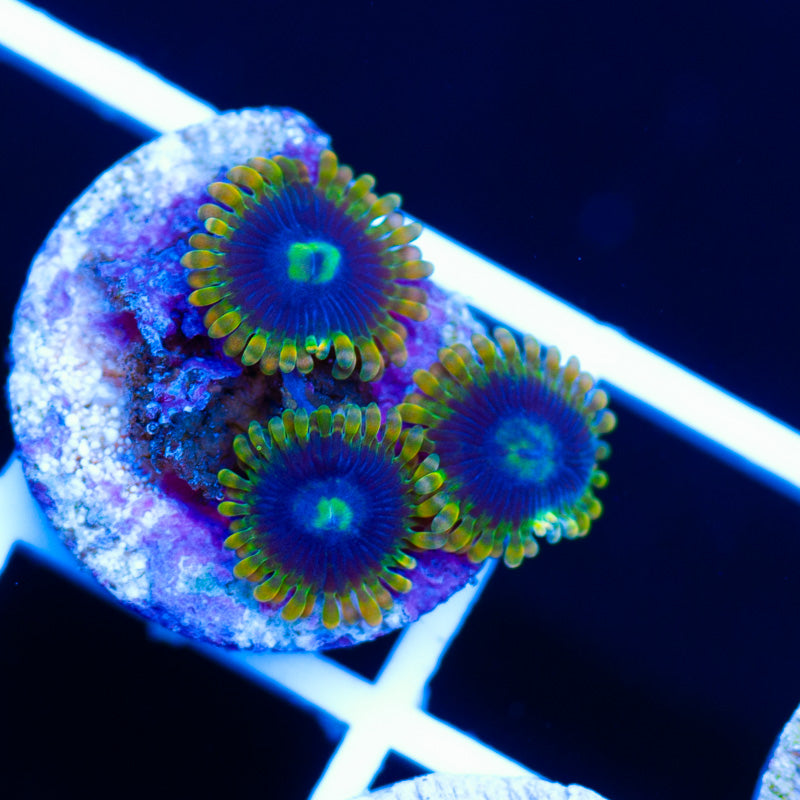 Yoda Zoanthids