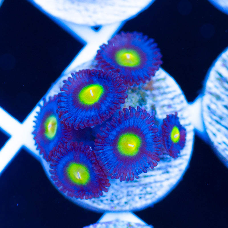 WWC AOI Zoanthids