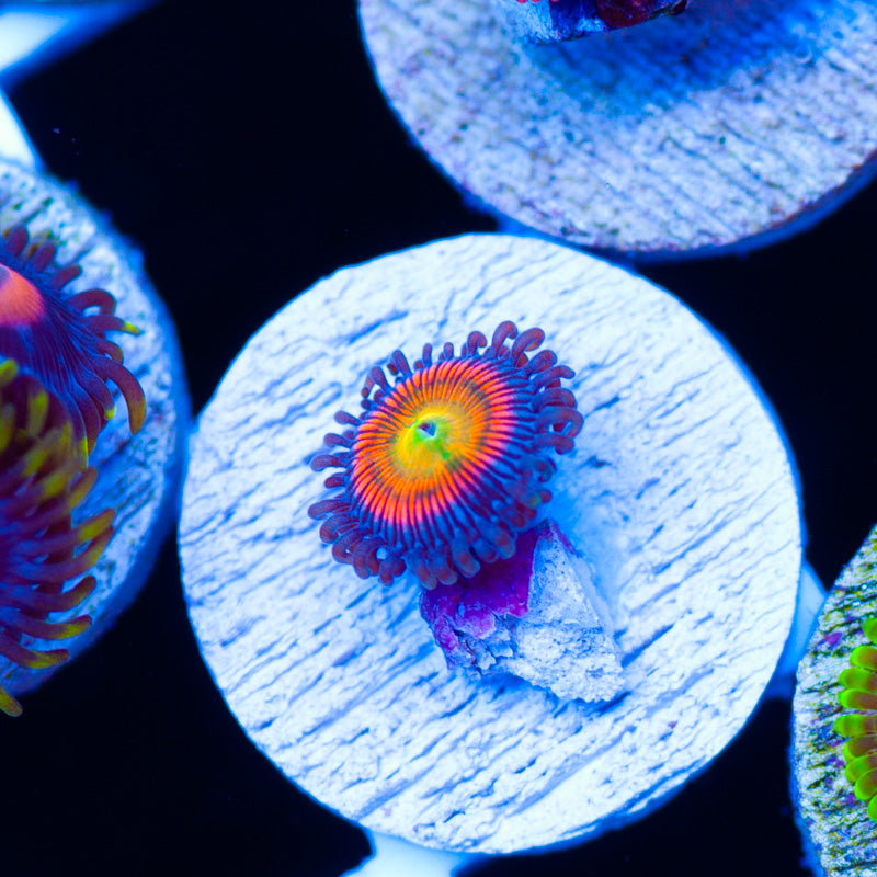 CC Alien Inferno Zoanthid