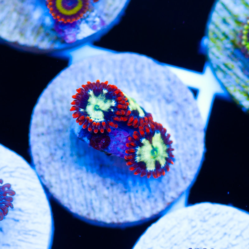 CC Chemical Romance Zoanthids