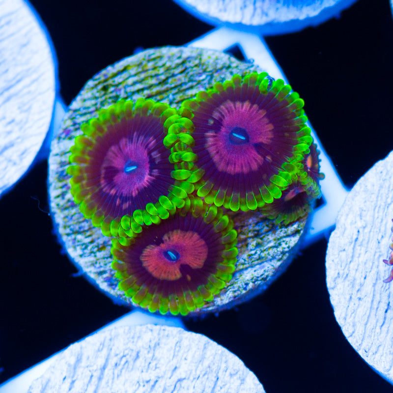 CC Scarlet Fever Zoanthids