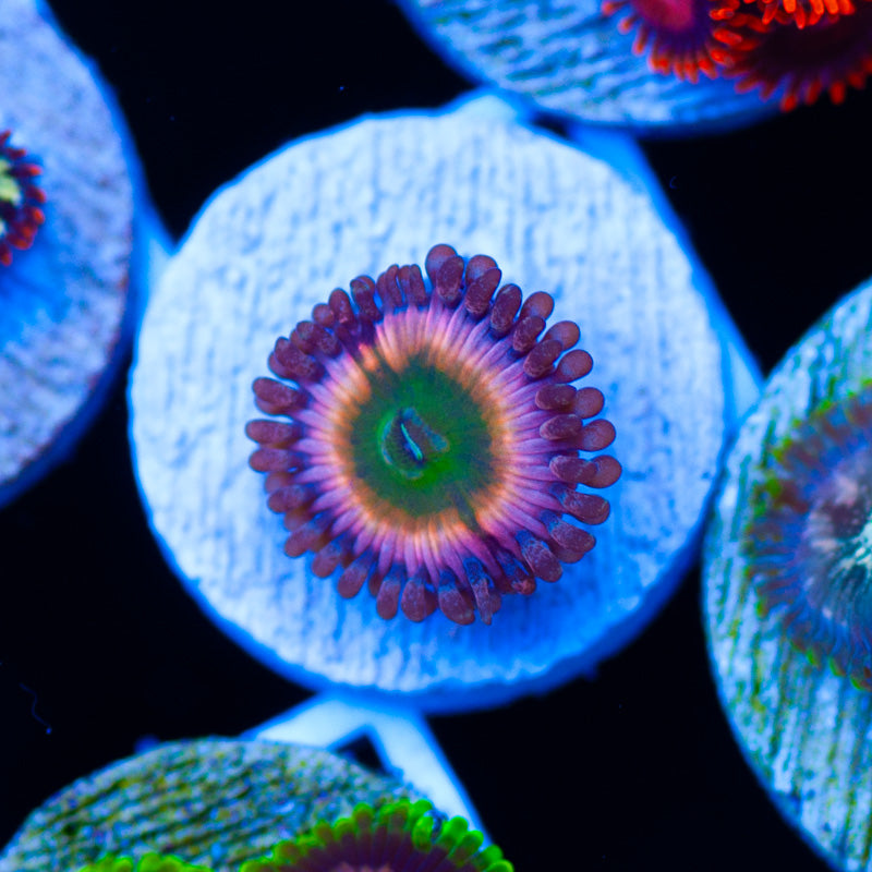 CB Rainbow Infusion Zoanthid