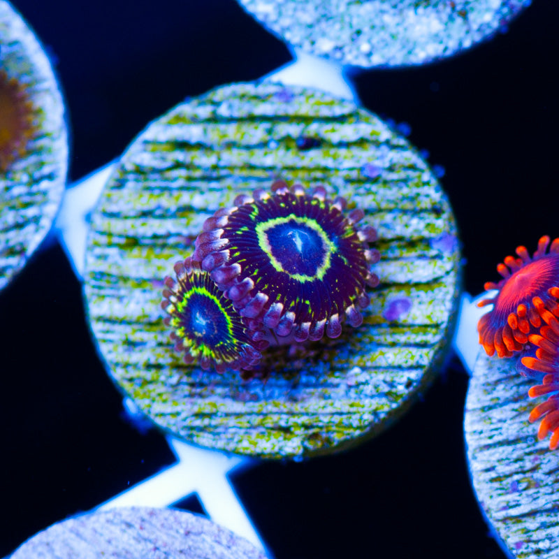 RR Stratosphere Zoanthids