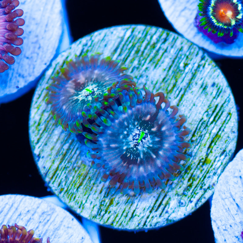 Hawaiian Ding Dang Zoanthids