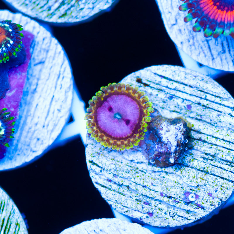 RR Pink Diamond Zoanthid