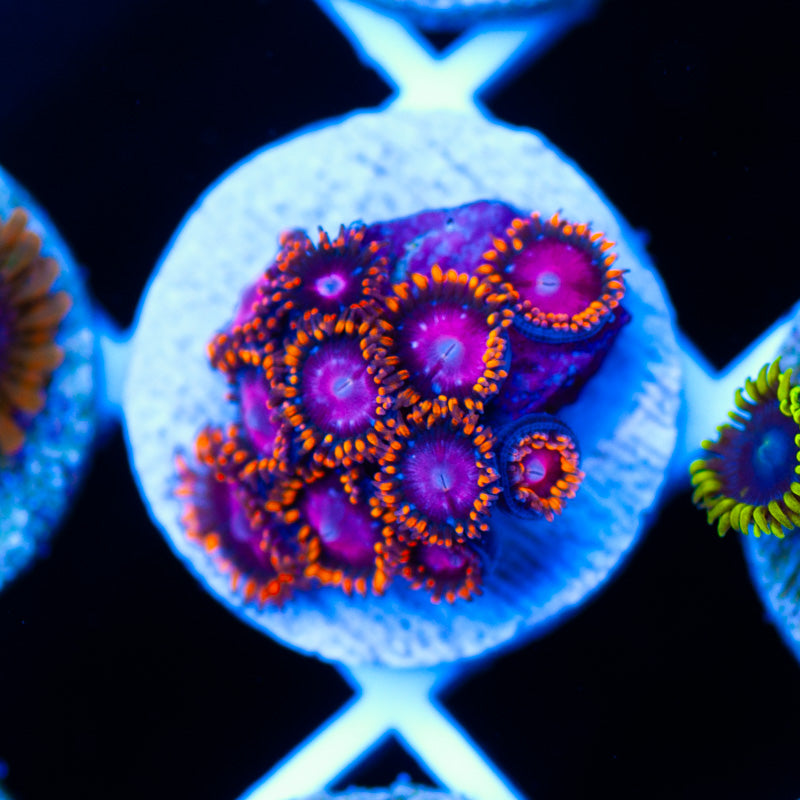 KH Sunburst Zoanthids