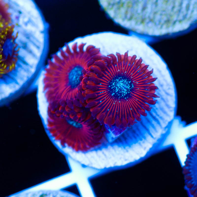Magician Zoanthids