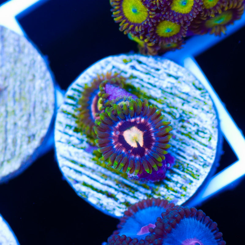 Laser Lemon Zoanthids #1