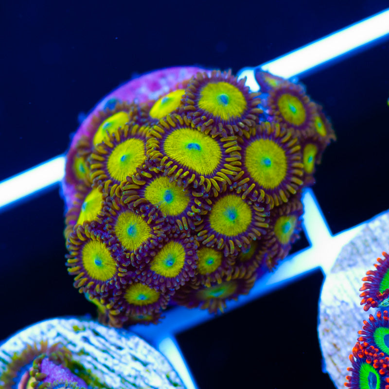 King Midas Zoanthids