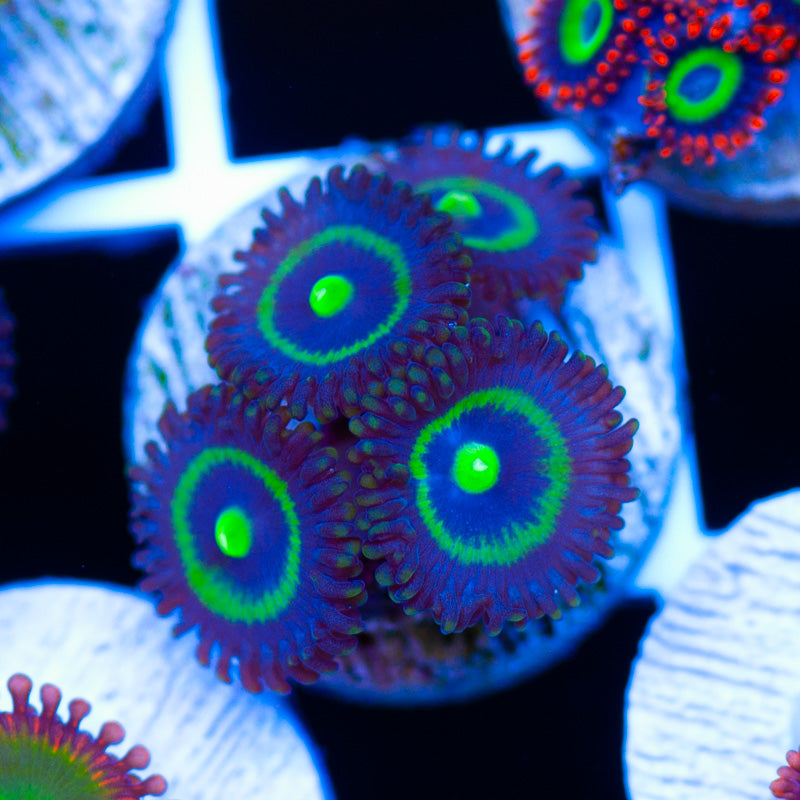 UC Outkast Zoanthids