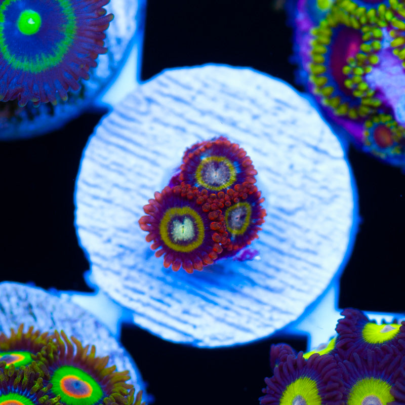 Tree Houses of Horror Zoanthids