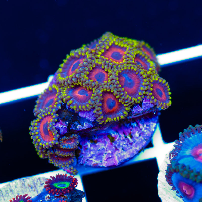 Eagle Eye Zoanthids