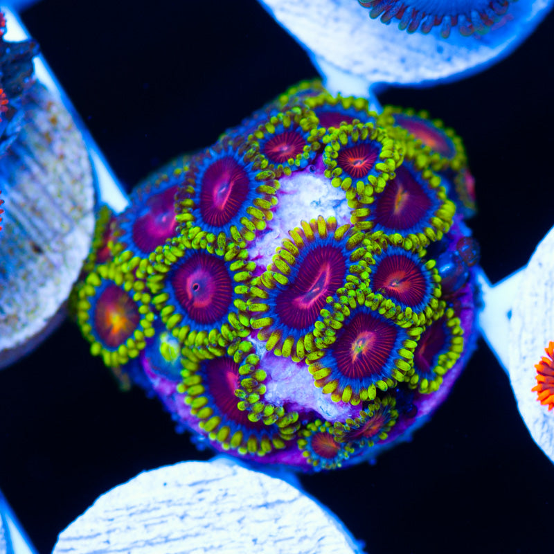 CC Spitfire Zoanthids