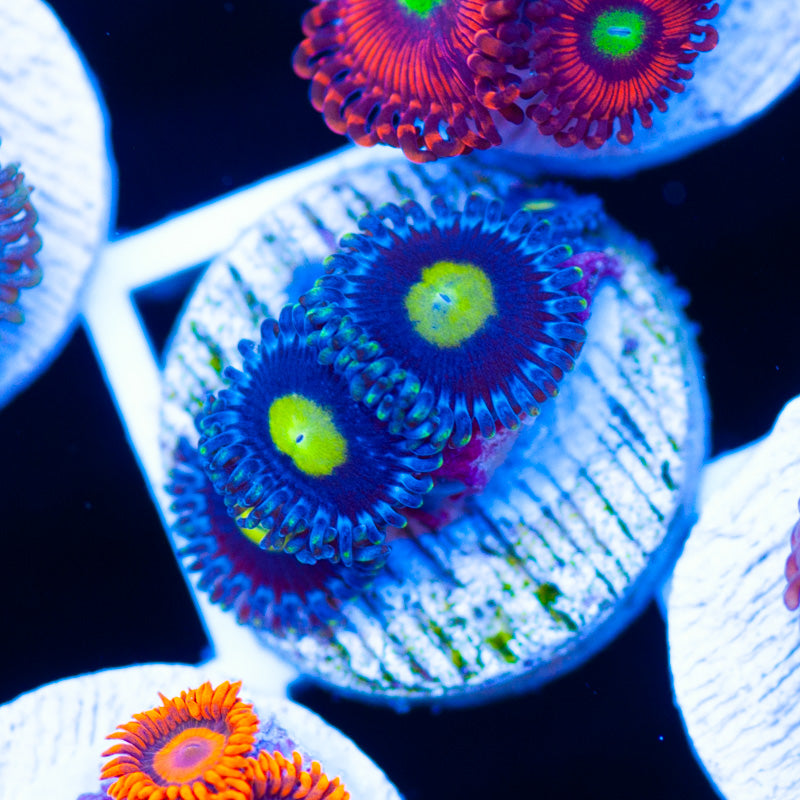 CC Ultimate AOI Zoanthids