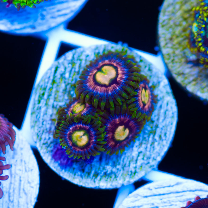 Laser Lemon Zoanthids #2