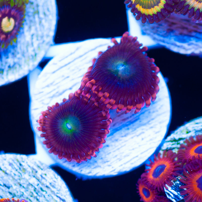 Rock Candy Zoanthids