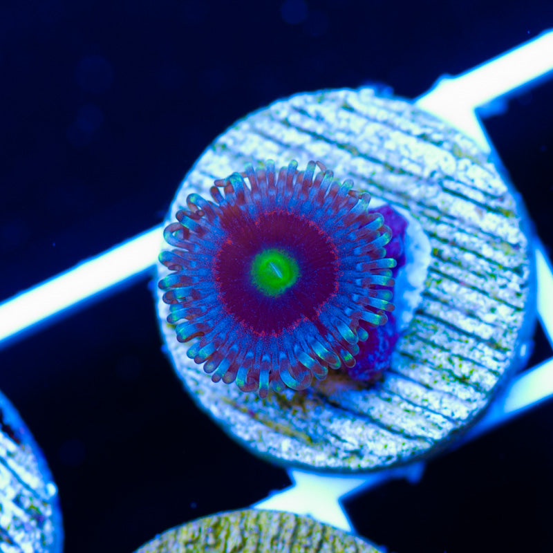 Pink Ring of Death Zoanthid
